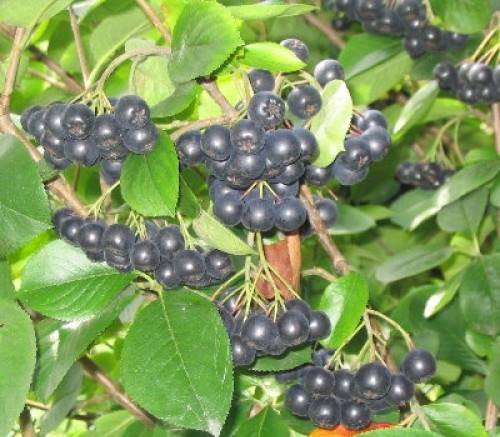 Aronia meyvesi Kurcalı Azınlık İlkokulu’nda tanıtıldı